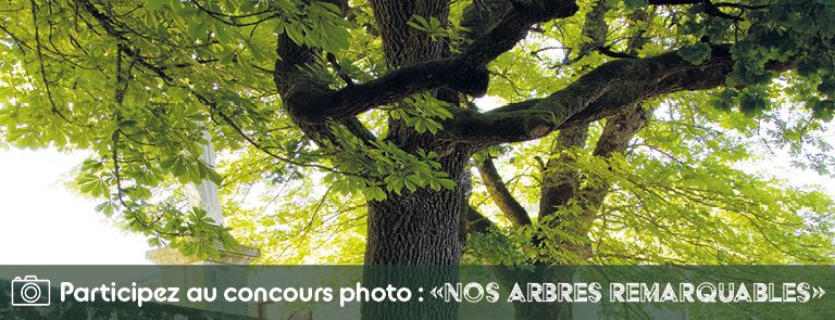 Concours photo &quot;Nos arbres remarquables&quot;