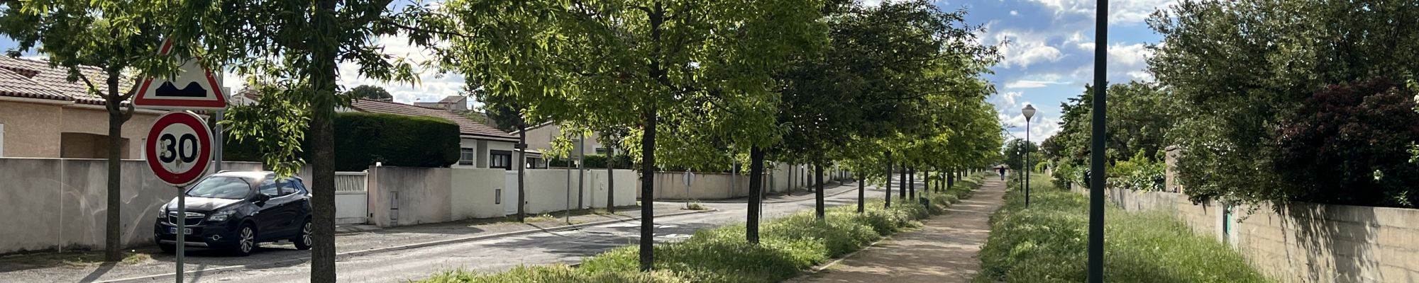 alignement d'arbres
