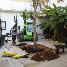 Le faux-poivrier et le jasmin étoilé s'installent dans la cour, 2016