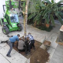 Le faux-poivrier s'installe dans la cour, 2016