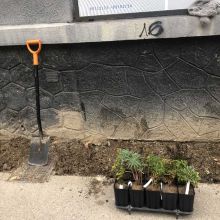 Plantation du pied de façade, côté rue, 2023