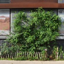 Le pied de façade, côté rue, automne 2024