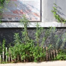 Façade du CAUE 34, 2025