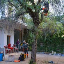 Taille et Haubanage, 2024