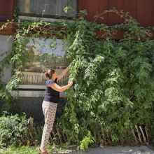 Entretien de la façade du CAUE 34, 2025