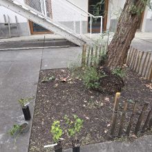 Plantation au pied du faux-poivrier, 2026