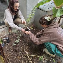 Plantations sous les bananiers, 2026