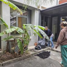 Plantations sous les bananiers, 2026