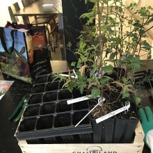 Nouvelles plantations "Végétal Local" de 2026 !