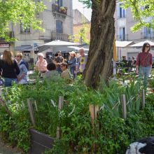 Pied d'arbre végétalisé