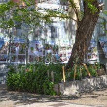 Pied d'arbre végétalisé