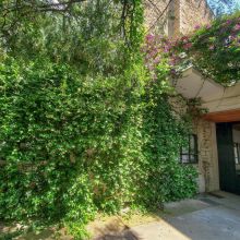 Le jasmin étoilé, 2023