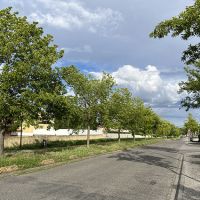 Photo alignement d'arbres
