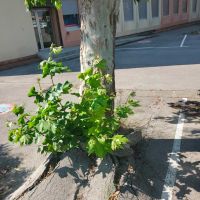 Racines Narbonne. Crédit photo : CAUE34