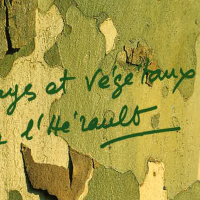 Paysages et végétaux de l'Hérault - chronique 40 ans des CAUE