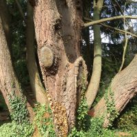 Arbres de l'Aude - CAUE de l'Aude