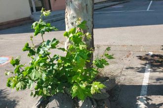 Racines Narbonne. Crédit photo : CAUE34