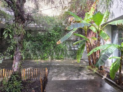 2026, Cour du CAUE - Faux poivrier, Bananiers, Bougainvillier, Jasmin étoilé