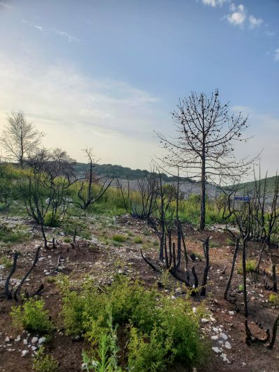 Photographie de Julie Chouvel, paysagiste au CAUE 34
