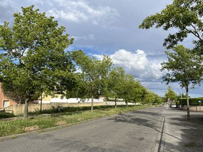 Photo alignement d'arbres