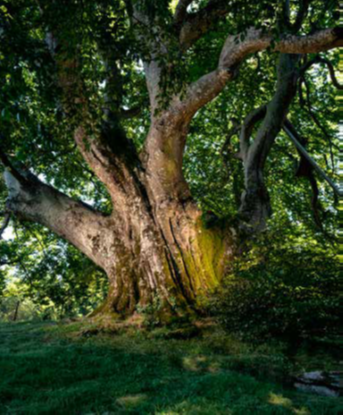 Visuel d'un arbre remarquable