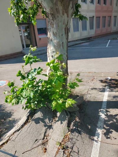 Racines Narbonne. Crédit photo : CAUE34