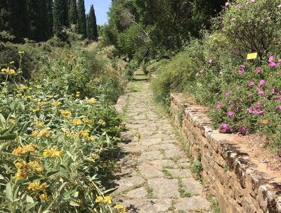 Jardin des plantes, Montpellier. Crédit photo : Sylvaine Glaizol / CAUE 34