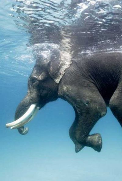 Leçon inaugurale Chaillot 19 fév 2019 La Salle du CAUE 34