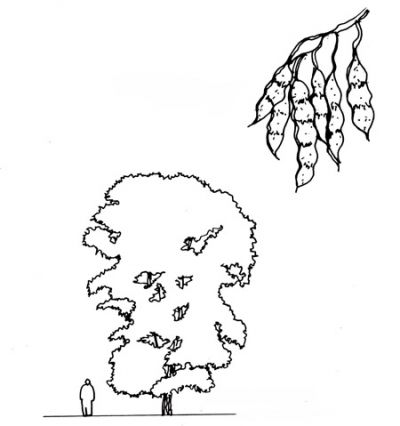 Dessin d'un robiner, arbre visible dans les coteau