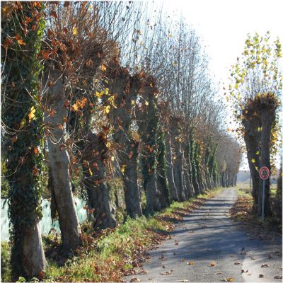allée plantée